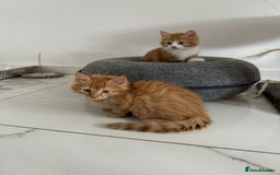 Maine Coon cats for sale: Stunning Kitten Mainecoon Girls - Image 14