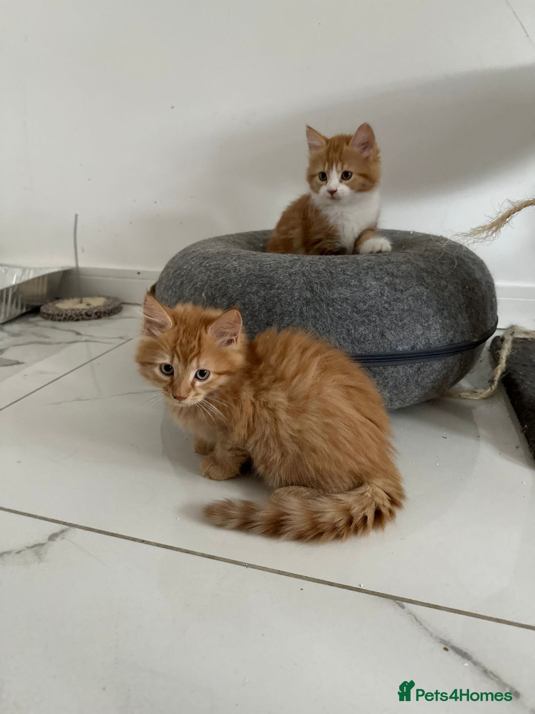 Maine Coon cats for sale: Stunning Kitten Mainecoon Girls - Image 14