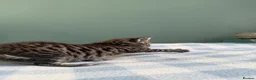 Mixed Breed cats for sale: x3 Mixed Breed Kittens (2M) (1F) - Advert 5