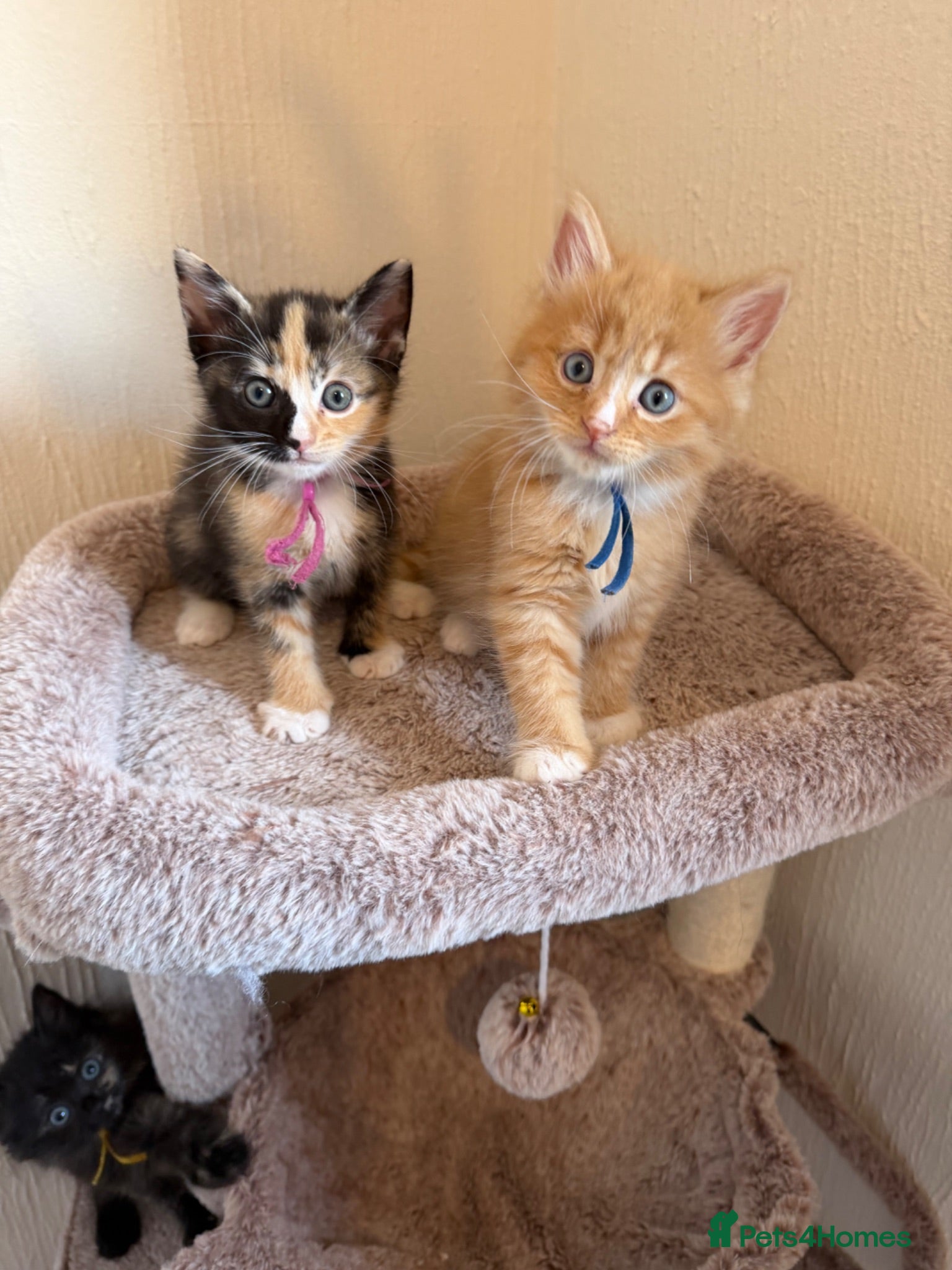Domestic Shorthair cats Beautiful Kittens - Ready in 1 week - Advert 13