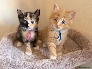 Domestic Shorthair cats Beautiful Kittens - Ready in 1 week - Advert 13