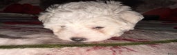 Bichon Frise dogs for sale: KC Registered Pedigree Bichon Frise Puppies - Advert 11