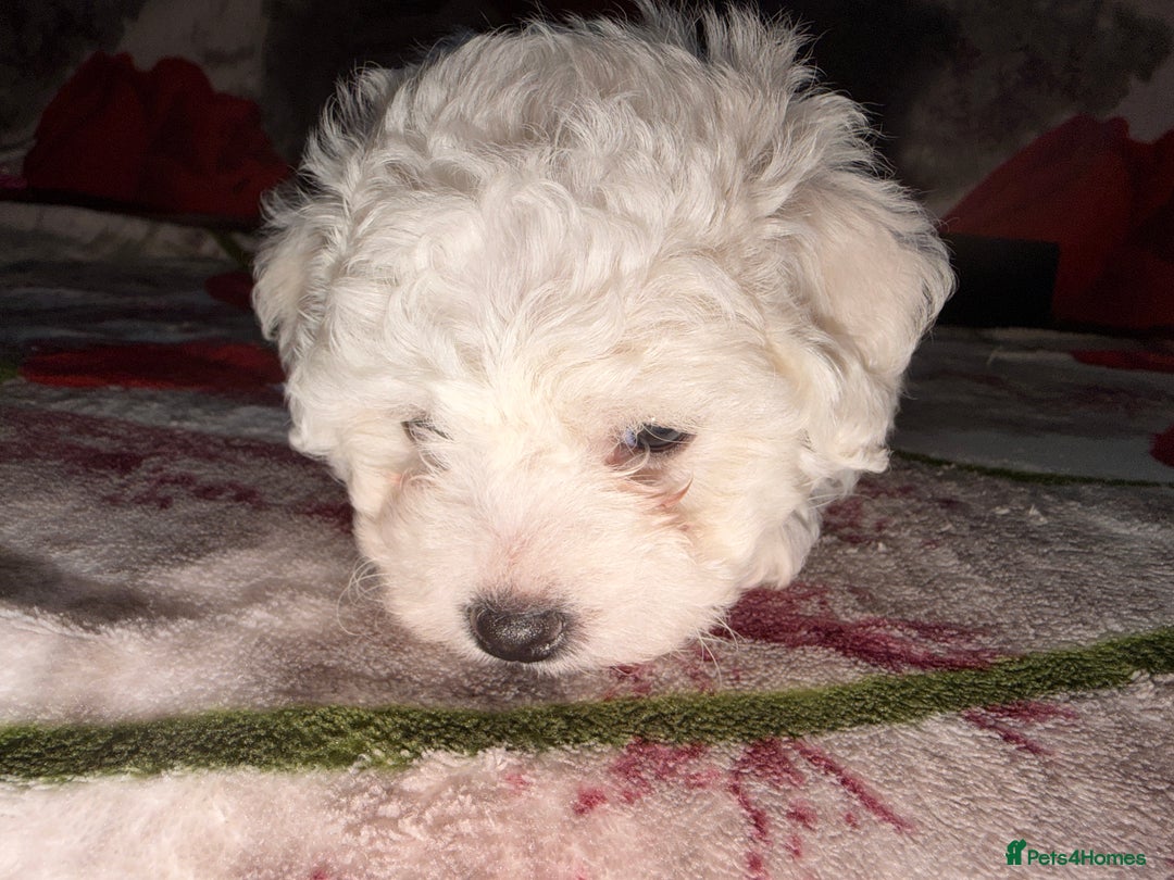 Bichon Frise dogs for sale: KC Registered Pedigree Bichon Frise Puppies - Advert 11