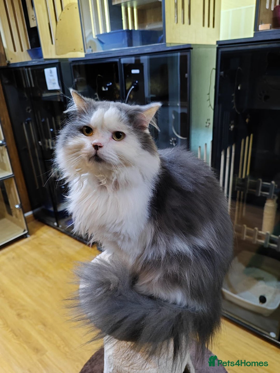 Mixed Breed cats for adoption: SILVER -EXTREMELY HANDSOME NEUTERED BOY - Image 8