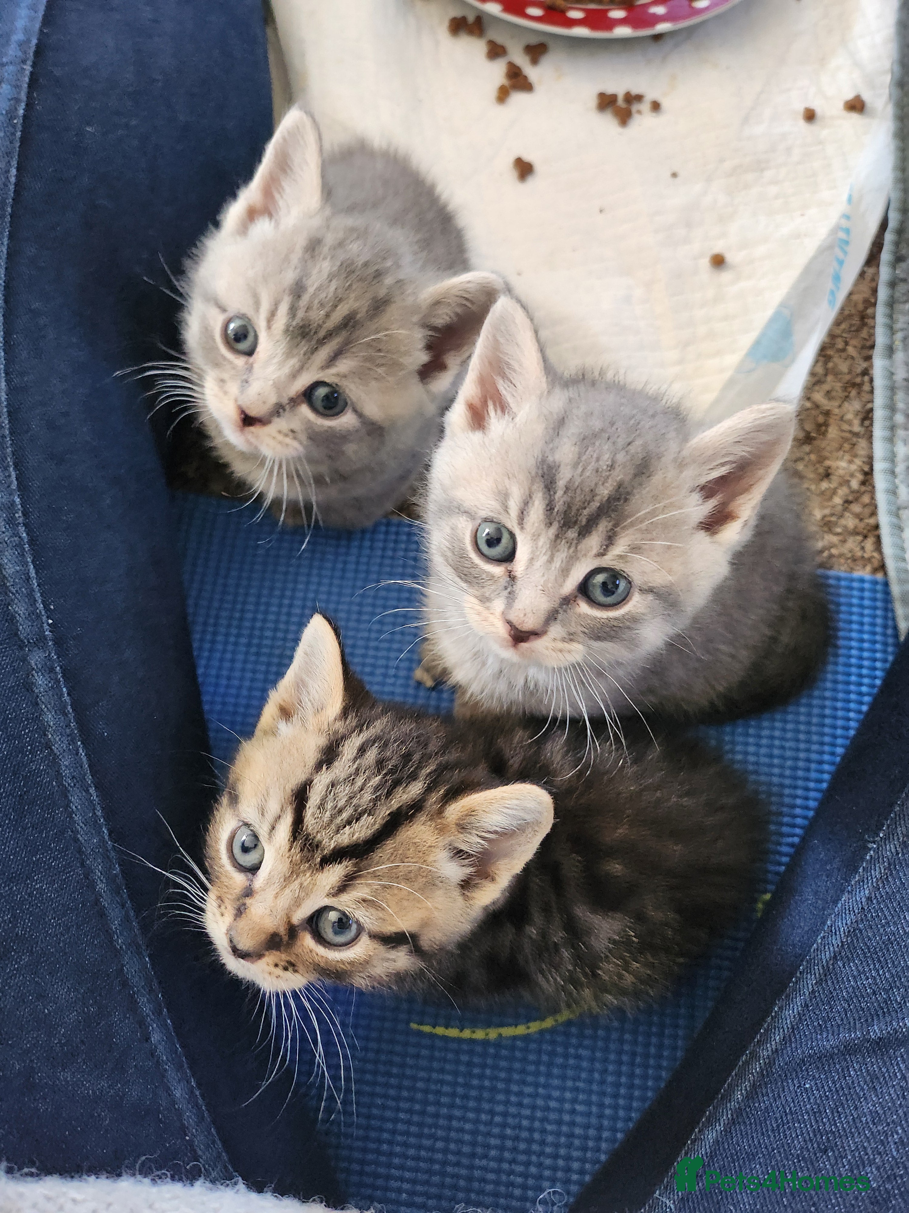 British Shorthair cats The cutest kittens!! - Advert 9