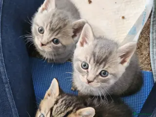 British Shorthair cats The cutest kittens!! - Advert 10