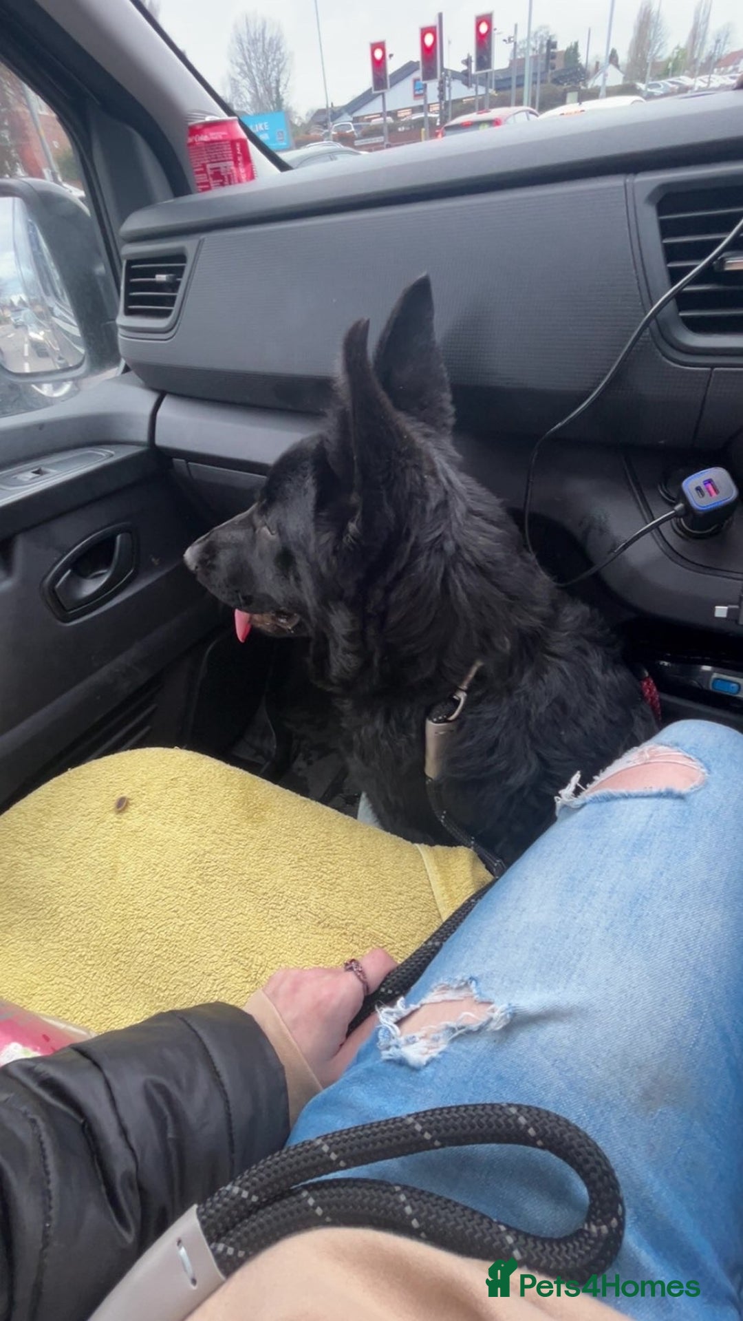 German Shepherd dogs for sale: Beautiful black German Shepard girl  - Advert 2