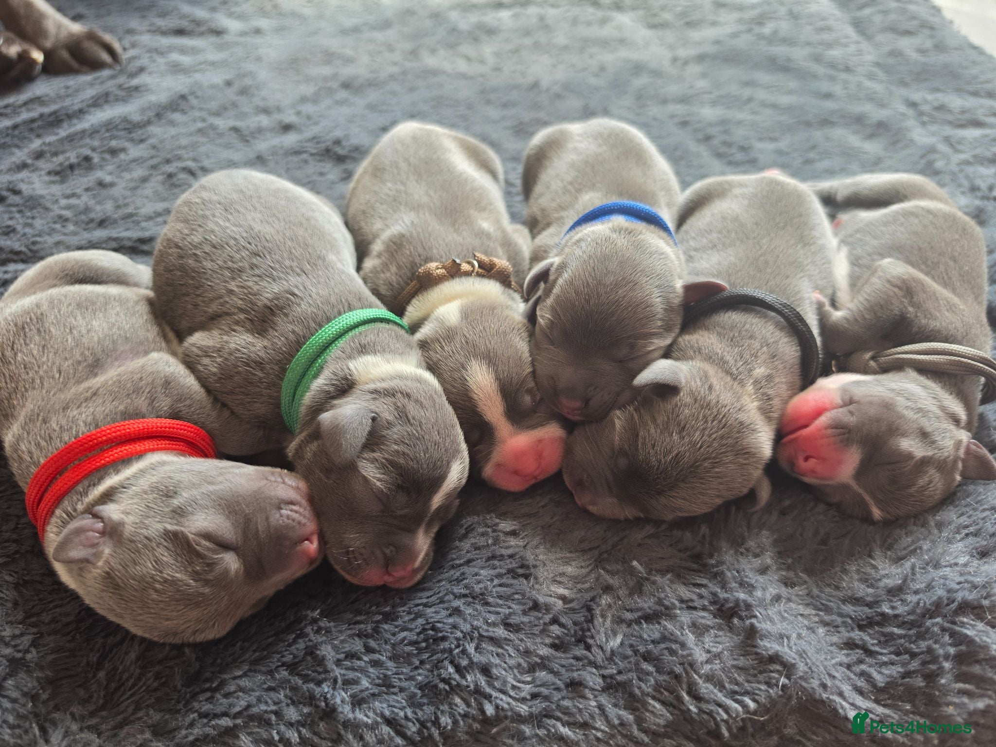 Staffordshire Bull Terrier dogs BLUE STAFFY PUPPIES ⭐️ WORLD CUP LITTER ⚽️ - Advert 2