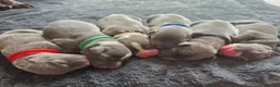 Staffordshire Bull Terrier dogs for sale: BLUE STAFFY PUPPIES ⭐️ WORLD CUP LITTER ⚽️ - Advert 2
