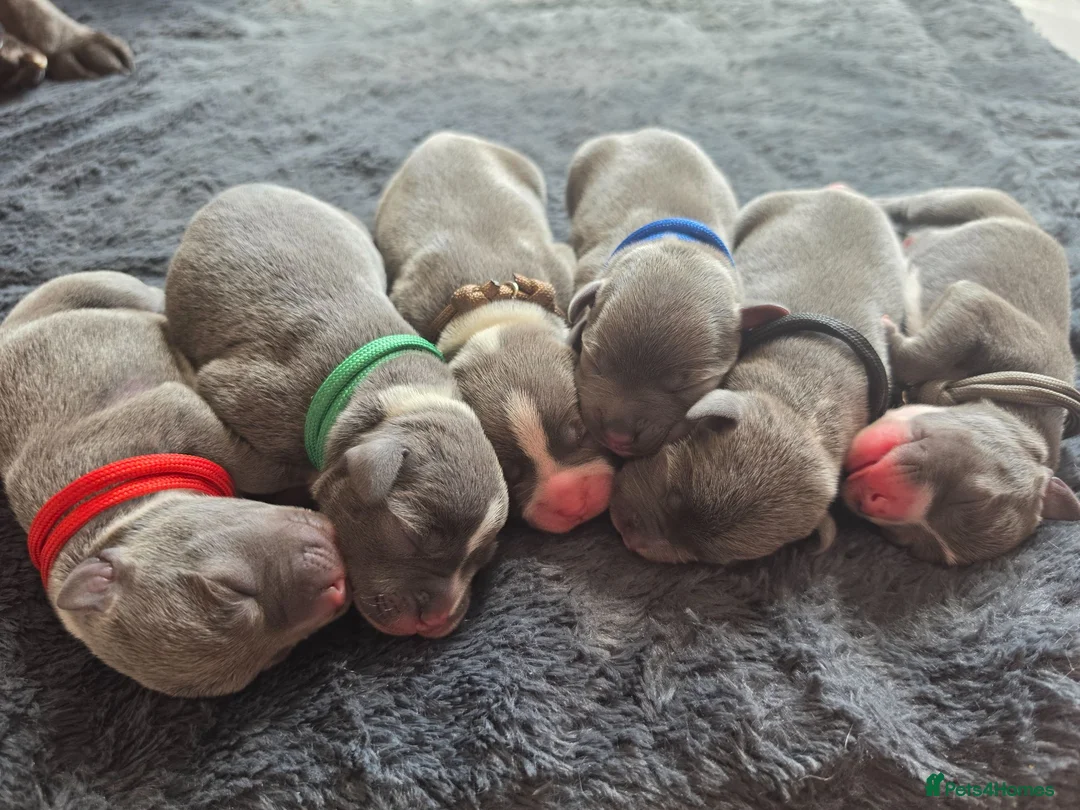Staffordshire Bull Terrier dogs for sale: BLUE STAFFY PUPPIES ⭐️ WORLD CUP LITTER ⚽️ - Advert 2