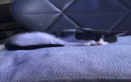 Mixed Breed cats for sale: Black & white mixed breed kittens  - Image 1