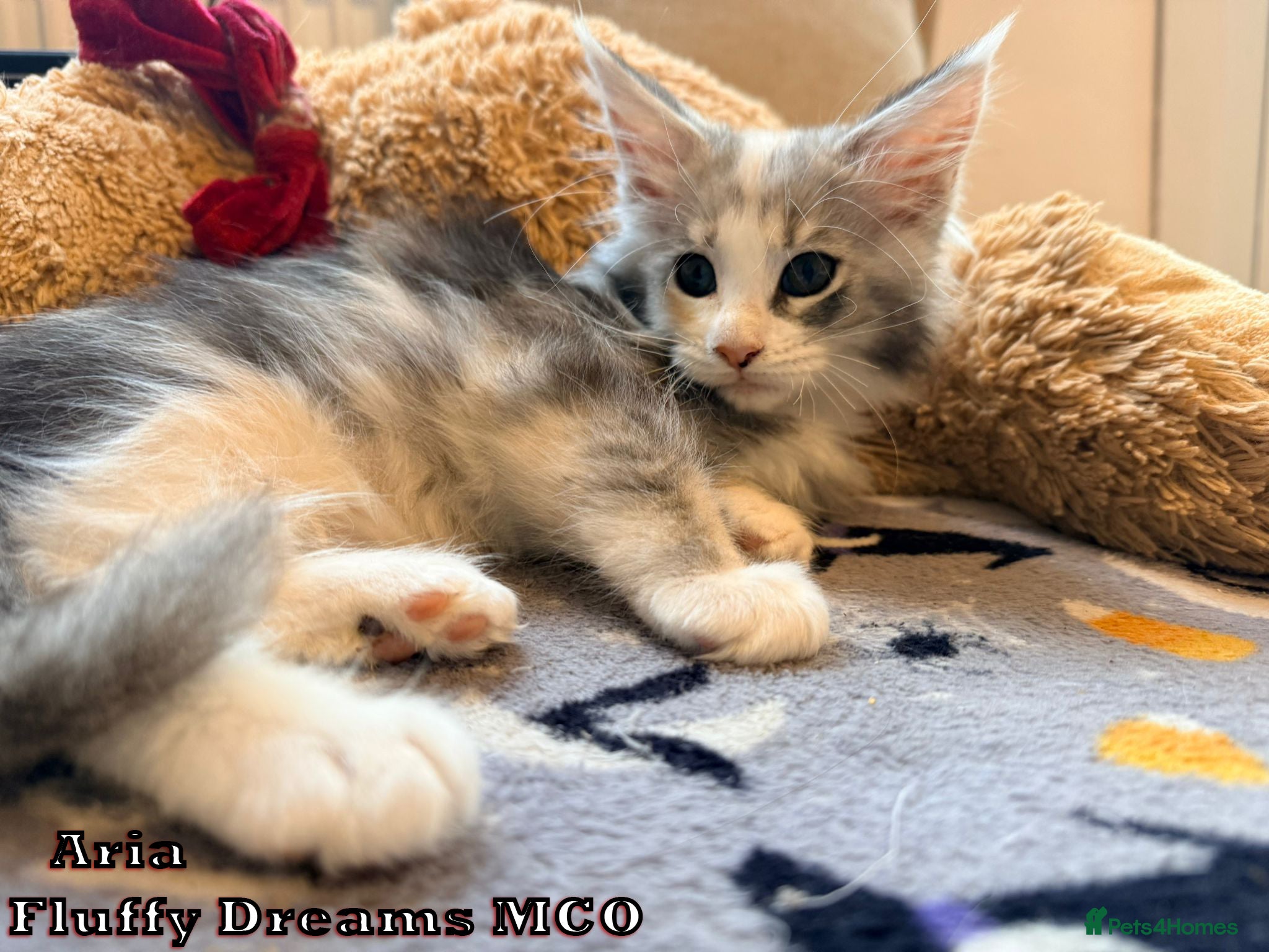 Maine Coon cats Active/Nonactive 2 boys 1 girl FluffyDreamsMCO - Advert 2