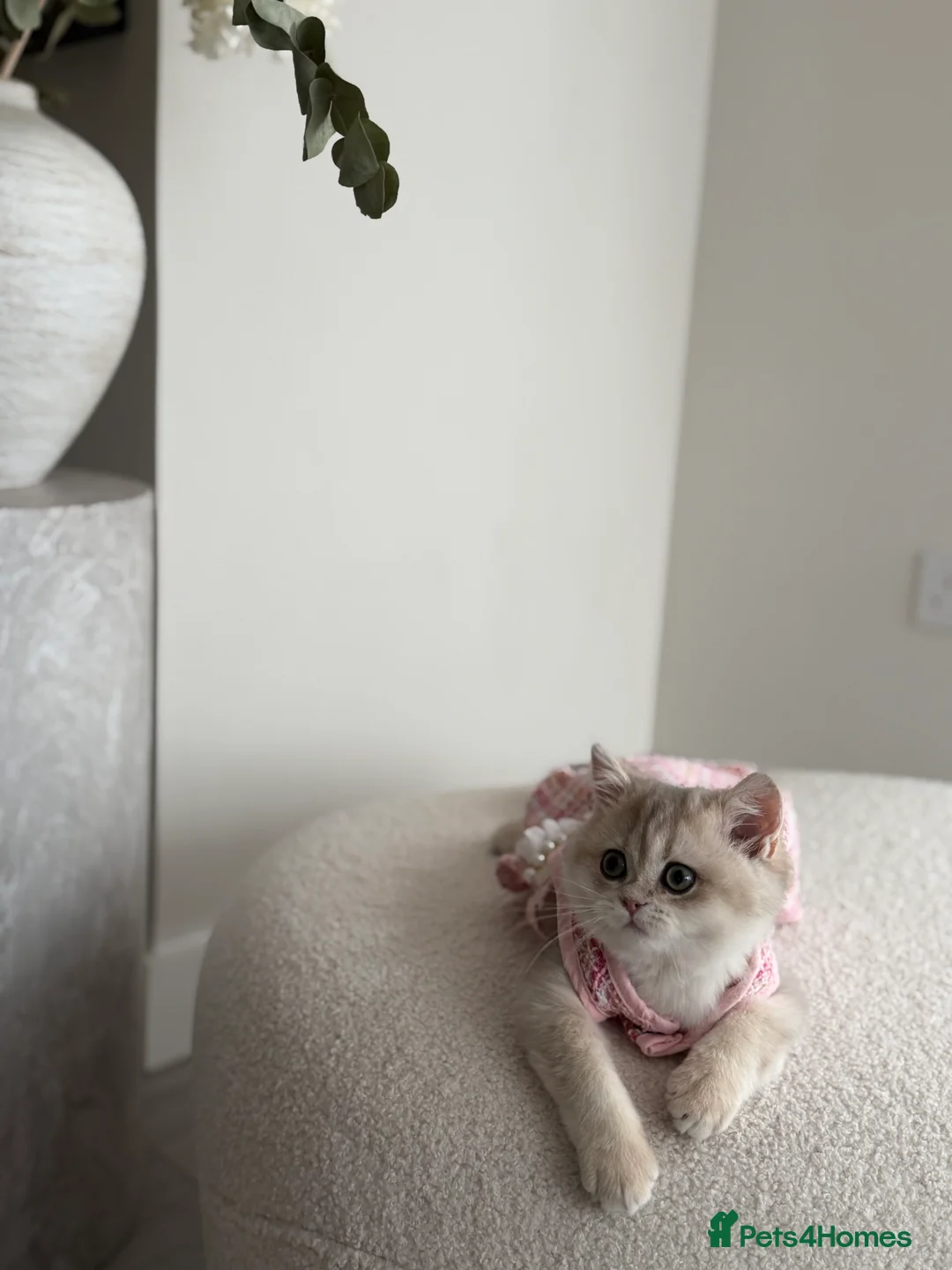 British Shorthair cats for sale: Blue Golden British Shorthair kitty - Advert 16