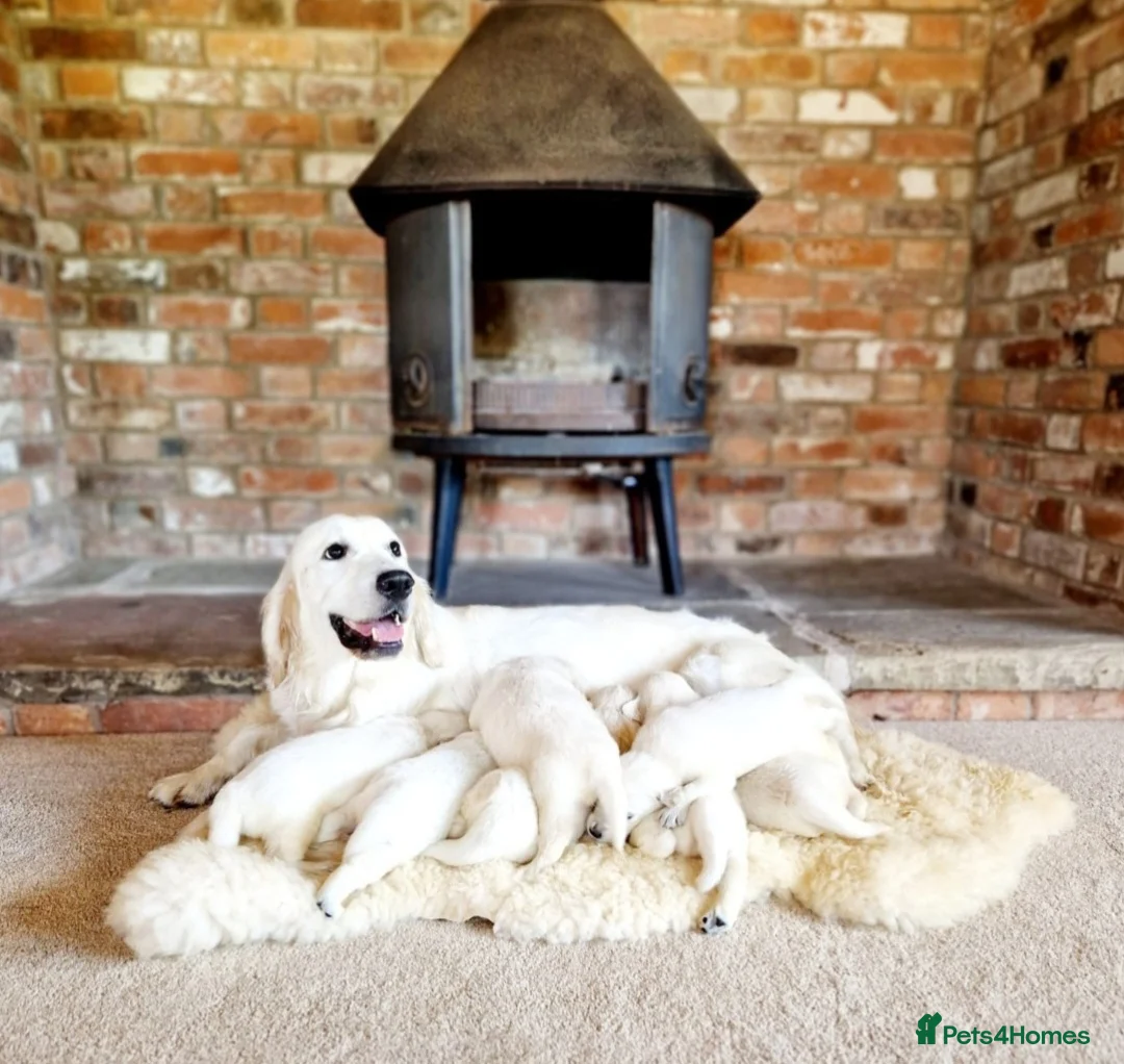 Golden Retriever dogs for sale: Newmiller Retrievers Upcoming Litter Announcement  - Advert 1