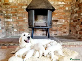 Golden Retriever dogs Newmiller Retrievers Upcoming Litter Announcement - Advert 1