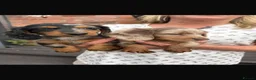 Dachshund dogs for sale: Long haired Dachshund Puppies for Sale - Advert 9
