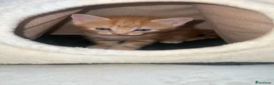 marmalade 