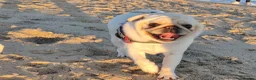 Pug dogs for sale: Mother & Son White Pug bundle of love! in Loughton - Advert 4