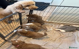Australian Labradoodle dogs for sale: Australian Labradoodles - Image 2