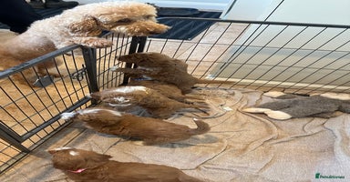 Australian Labradoodle dogs - Advert 9