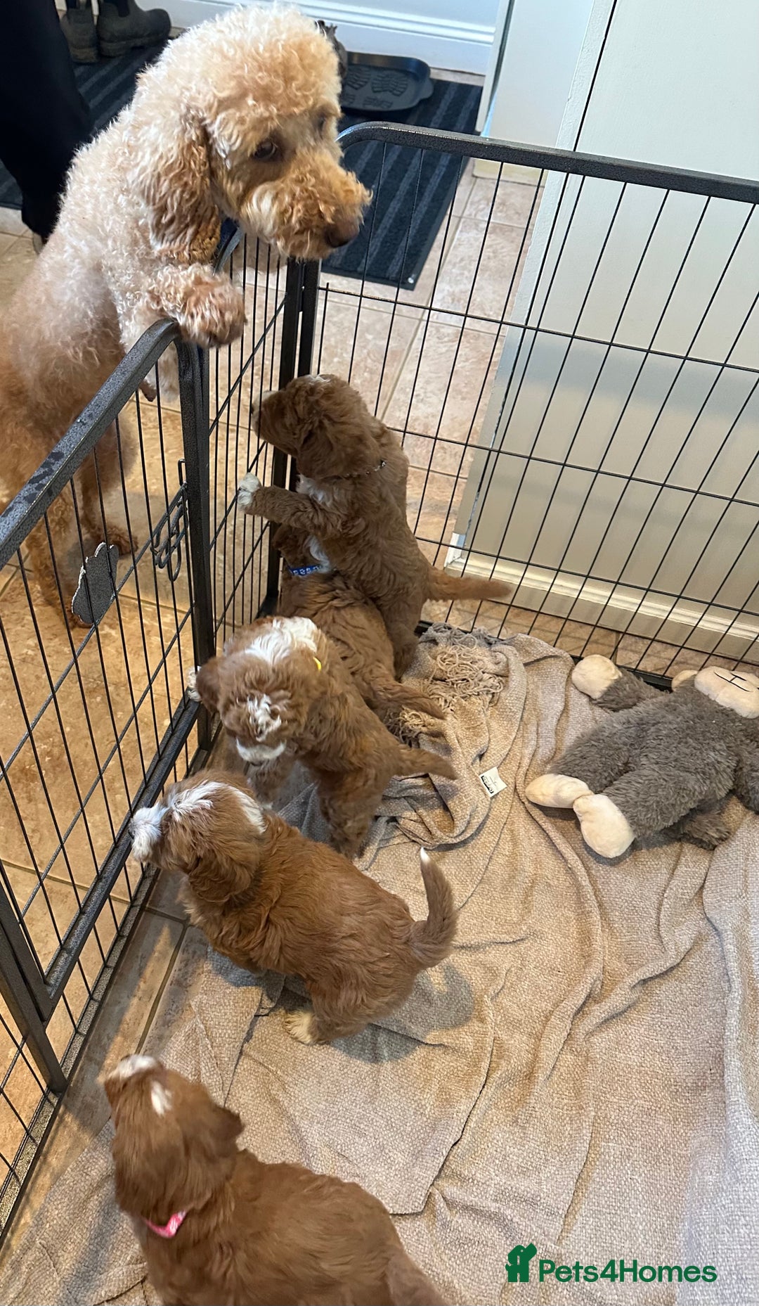Australian Labradoodle dogs for sale: Australian Labradoodles - Image 2