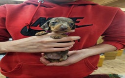 Miniature Dachshund dogs for sale: KC Registered Miniature Dachshund Puppies - Image 27