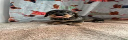 Dachshund dogs for sale: KC teckel/wirehaired dachshunds  - Advert 7