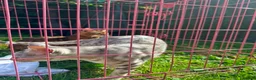 Bengal cats for sale: Bengal Snow Girl - Advert 4