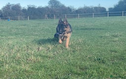 German Shepherd dogs for sale: 25 years experience breeding German Shepherds  - Image 13