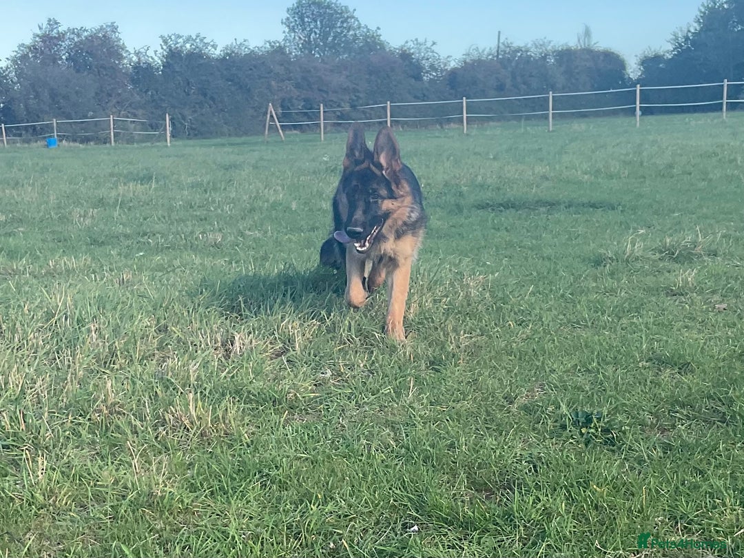 German Shepherd dogs for sale: 25 years experience breeding German Shepherds  - Image 13
