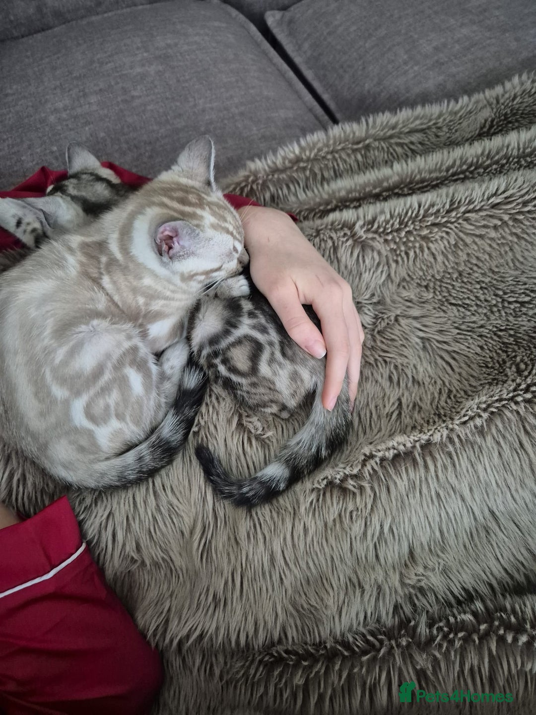 Bengal cats for sale: Snow, Silver & Brown Clouded Top Quality Bengals - Advert 16