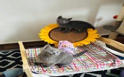 Russian Blue cats for sale: TICA pedigree Russian blue kittens 🐱  - Image 35