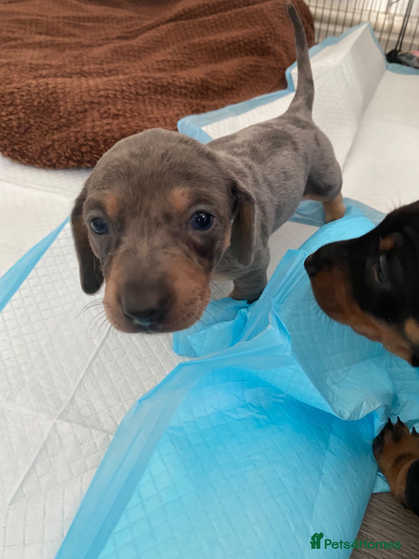 Dachshund dogs Tri silver dapple dachshunds ❤️ - Advert 4