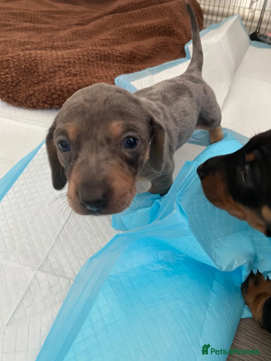 Dachshund dogs for sale: Tri silver dapple dachshunds ❤️ - Advert 1