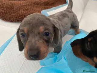 Dachshund dogs Tri silver dapple dachshunds ❤️ - Advert 4