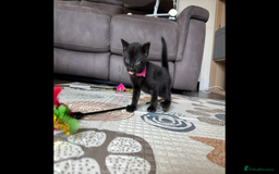 Bengal cats for sale: 4 Rare Tica Registered Bengal Kittens - Image 12