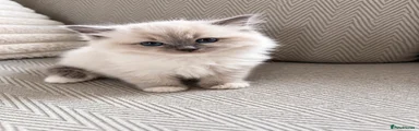 Ragdoll 1