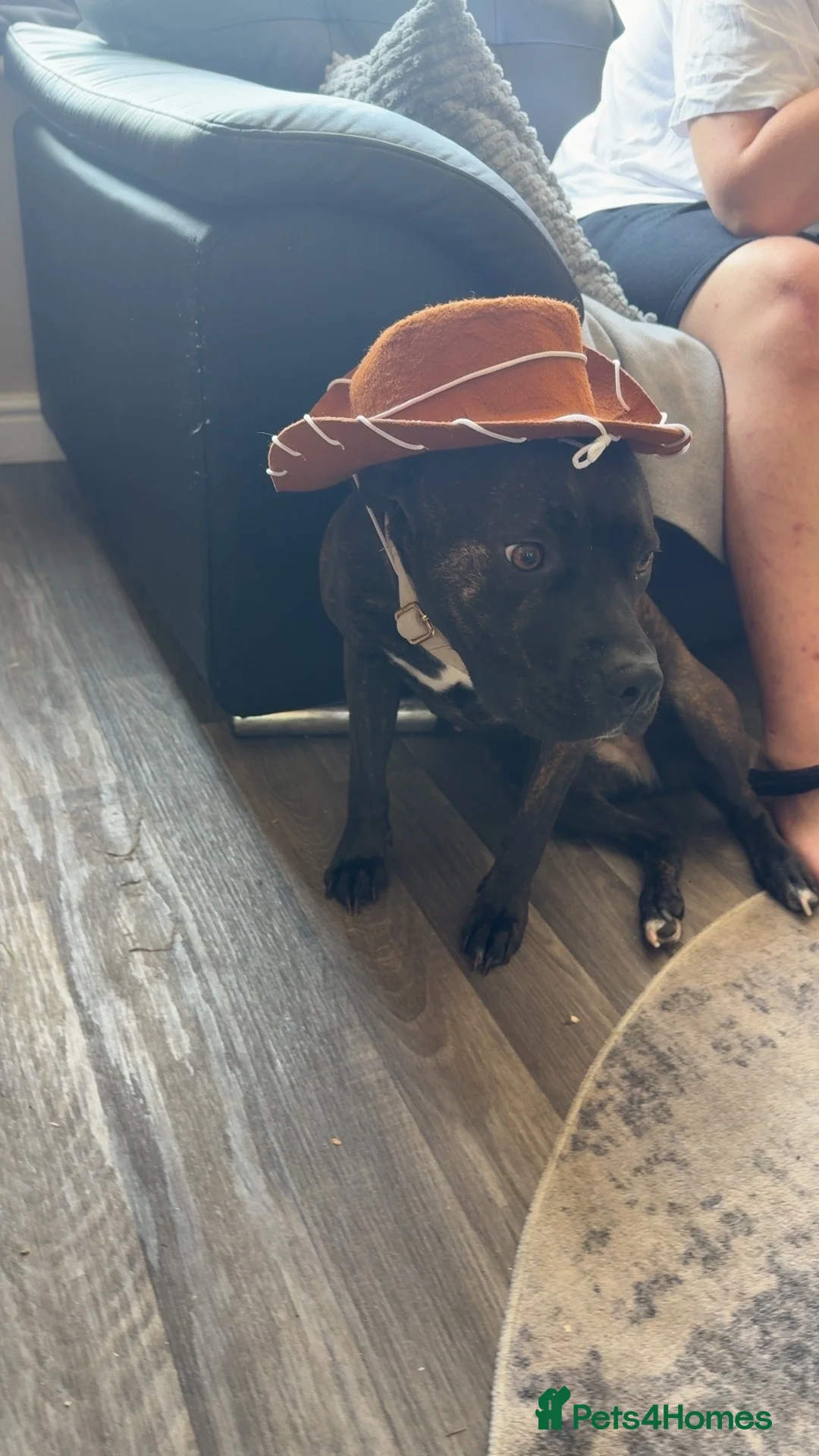 Mixed Breed dogs for sale: 2 year old female staffy in Stone - Advert 2