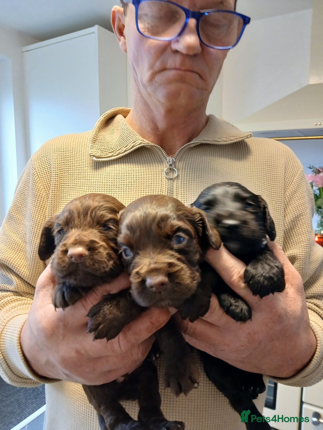 Cocker Spaniel dogs for sale: Cocker spaniel puppies - Advert 7