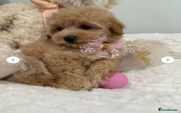 Maltipoo dogs for sale: 5 girls. fully DNA & health tested clear parents.  - Advert 2