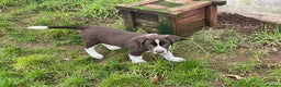 Mixed Breed dogs for sale: Sprollie pups for sale - Advert 12