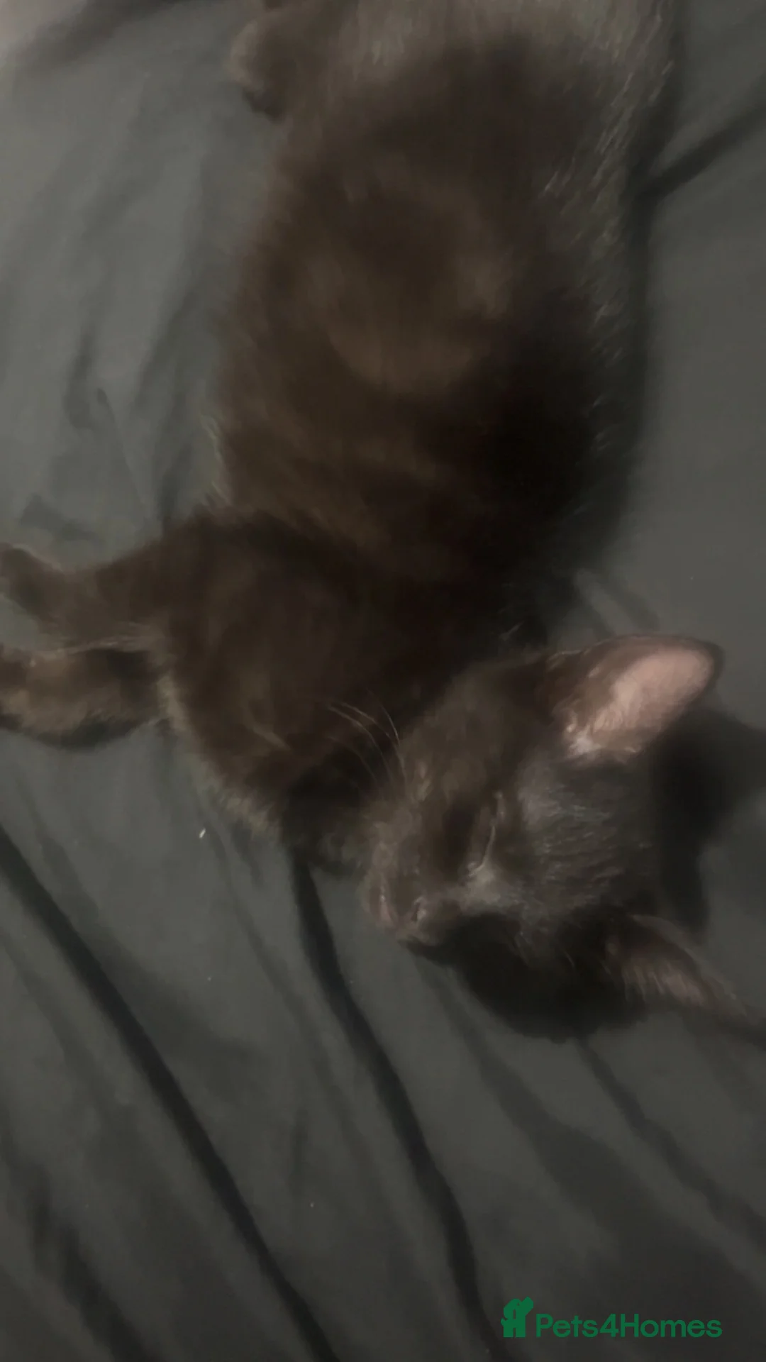 Domestic Shorthair cats for sale: Adorable black short haired domestic kitten  in Harrow - Advert 2