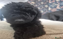 Sproodle dogs for sale: Beautiful Sproodles 1 black girl&1 chocolate boy - Image 16