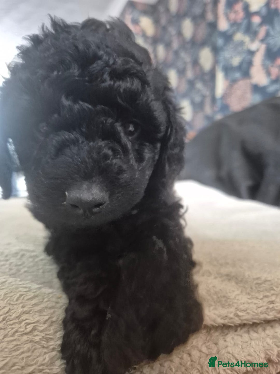Sproodle dogs for sale: Beautiful Sproodles 1 black girl&1 chocolate boy - Image 16