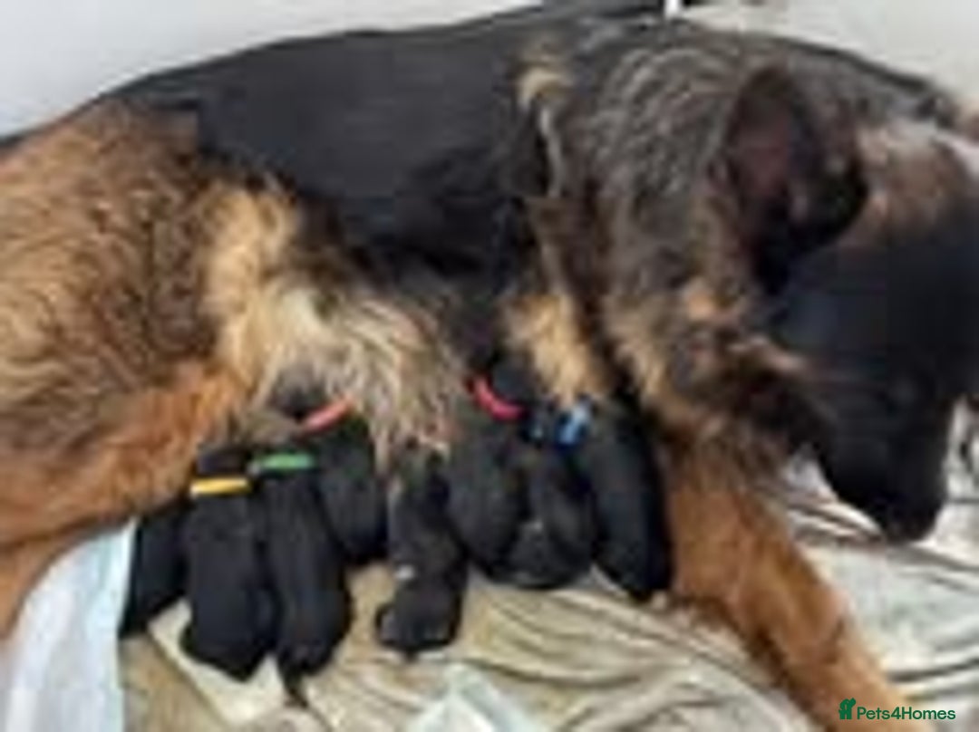 German Shepherd dogs for sale: hip scored DM Clear and DNA tested parents - Image 9