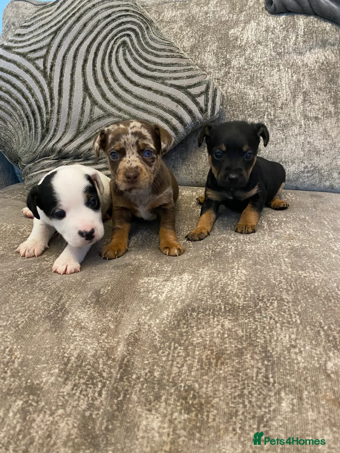 Jack Russell dogs for sale: 5 beautiful jack russell puppies  - Advert 7