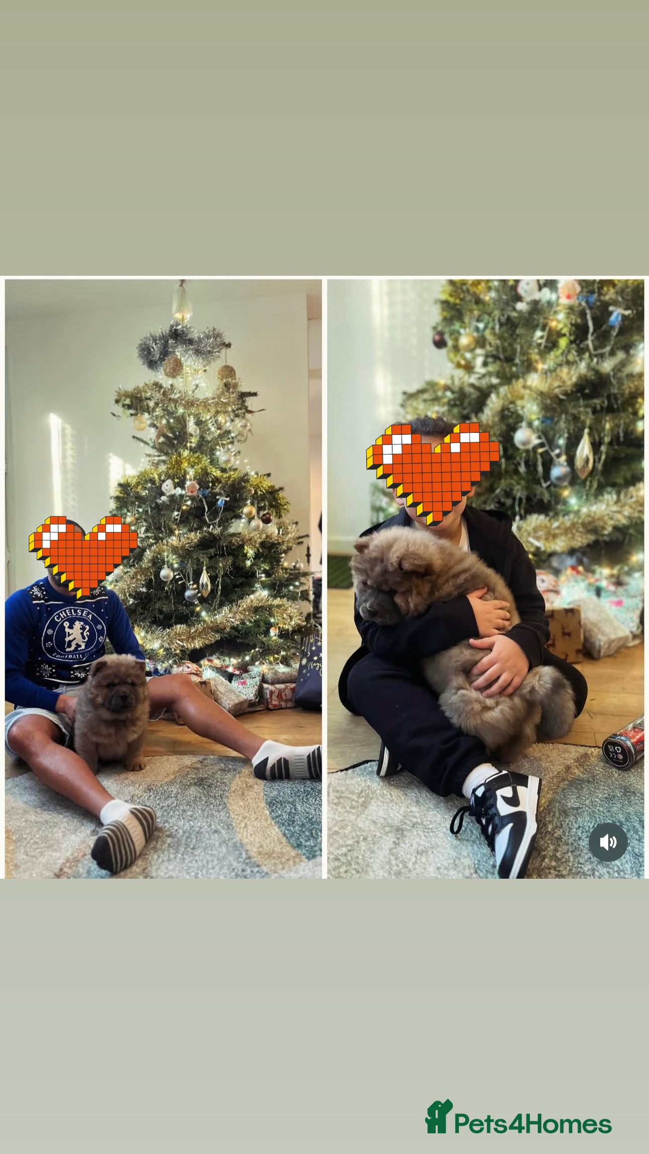 Chow Chow dogs 1 last Beautiful chows open for serious offer  - Advert 6