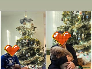 Chow Chow dogs 1 last Beautiful chows open for serious offer - Advert 6