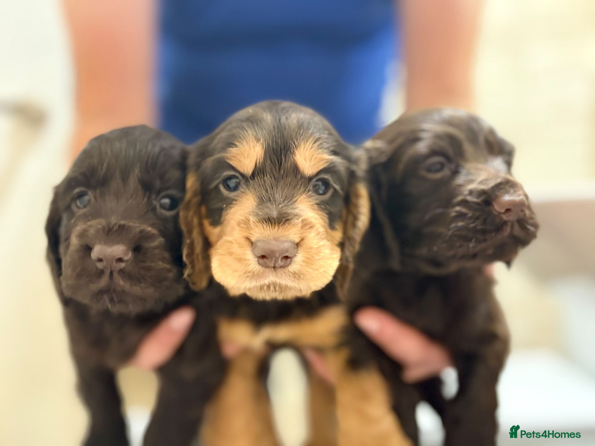 Cocker Spaniel dogs Beautiful cocker spaniel pups - Advert 1