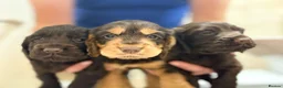 Cocker Spaniel dogs for sale: Beautiful cocker spaniel pups - Advert 1
